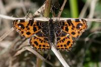 Araschnia levana