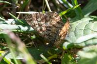 Ematurga atomaria