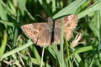 Erynnis tages
