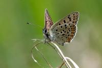 Lycaena tityrus