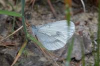 Leptidea sinapis