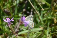 Lycaena tityrus