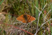 Melitaea cinxia
