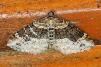 Xanthorhoe ferrugata