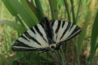 Iphiclides podalirius
