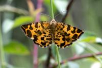 Pseudopanthera macularia