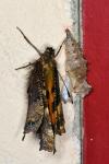 Nymphalis polychloros