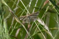 Perconia strigillaria
