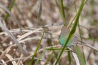 Callophrys rubi