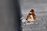 Limenitis camilla