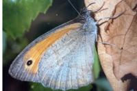 Maniola jurtina