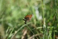 Melitaea cinxia