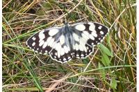 Melanargia galathea