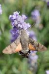 Macroglossum stellatarum