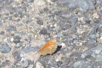 Coenonympha pamphilus