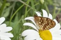 Melitaea athalia