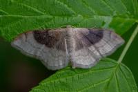 Idaea degeneraria