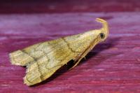 Herminia tarsicrinalis