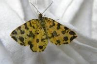 Pseudopanthera macularia