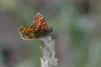 Melitaea athalia