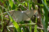 Scopula immutata