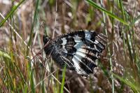 Brintesia circe