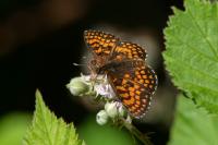 Melitaea athalia