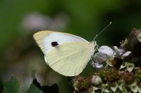 Pieris brassicae