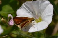 Thymelicus