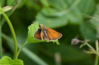 Thymelicus lineola