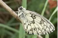 Melanargia galathea