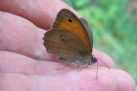 Maniola jurtina