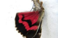 Catocala sponsa