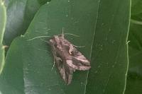 Autographa gamma