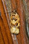 Argyrotaenia ljungiana