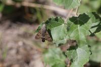 Macroglossum stellatarum