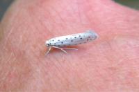 Yponomeuta malinella
