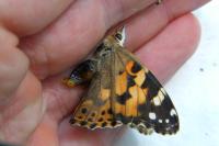 Vanessa cardui