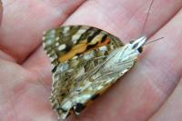 Vanessa cardui