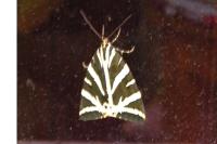 Euplagia quadripunctaria