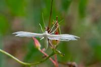 Pterophorus pentadactylus