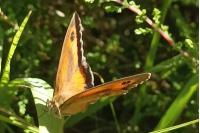 Pyronia tithonus