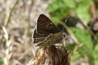 Lycaena tityrus