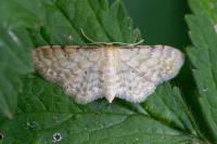 Idaea fuscovenosa