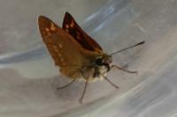 Thymelicus lineola