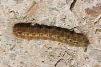 Phalera bucephala