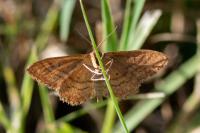 Idaea rufaria