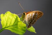 Argynnis paphia