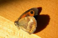 Pyronia tithonus