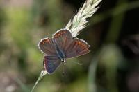 Aricia agestis